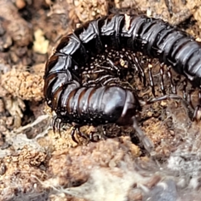 Paradoxosomatidae sp. (family) (Millipede) at Wanna Wanna Nature Reserve - 23 Sep 2023 by trevorpreston