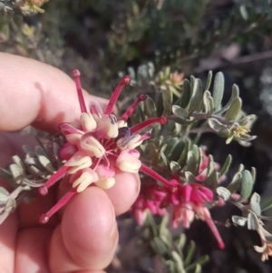 Grevillea lanigera at Carwoola, NSW - 23 Sep 2023