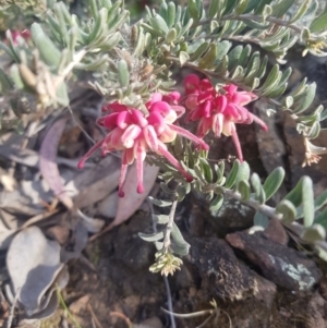 Grevillea lanigera at Carwoola, NSW - 23 Sep 2023