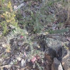 Grevillea lanigera at Carwoola, NSW - 23 Sep 2023