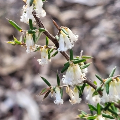 Leucopogon fletcheri subsp. brevisepalus (Twin Flower Beard-Heath) at Wanna Wanna Nature Reserve - 23 Sep 2023 by trevorpreston