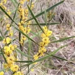 Acacia dawsonii (Dawson's Wattle) at Carwoola, NSW - 23 Sep 2023 by trevorpreston