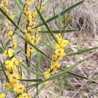 Acacia dawsonii (Dawson's Wattle) at Carwoola, NSW - 23 Sep 2023 by trevorpreston