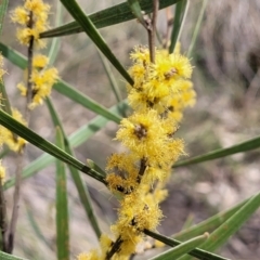 Acacia dawsonii at Carwoola, NSW - 23 Sep 2023