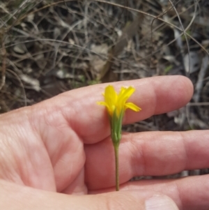 Microseris walteri at Canberra Airport, ACT - 23 Sep 2023