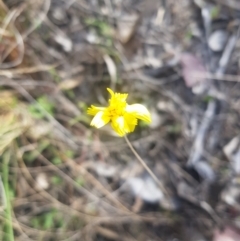 Microseris walteri at Canberra Airport, ACT - 23 Sep 2023