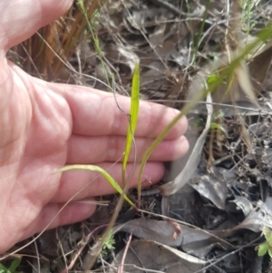 Microseris walteri at Canberra Airport, ACT - 23 Sep 2023