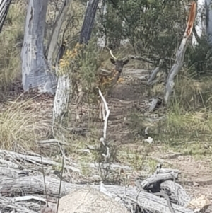 Dama dama at Queanbeyan East, NSW - suppressed