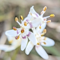 Wurmbea dioica subsp. dioica (Early Nancy) at Mulligans Flat - 21 Sep 2023 by BelindaWilson