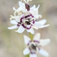 Wurmbea dioica subsp. dioica at Gungahlin, ACT - 21 Sep 2023