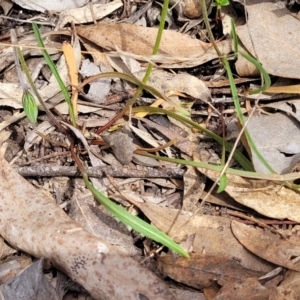 Microseris walteri at Carwoola, NSW - 23 Sep 2023