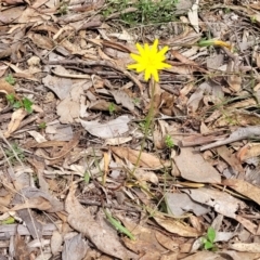 Microseris walteri at Carwoola, NSW - 23 Sep 2023