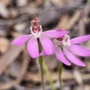 Caladenia carnea at Carwoola, NSW - suppressed