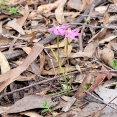 Caladenia carnea at Carwoola, NSW - suppressed