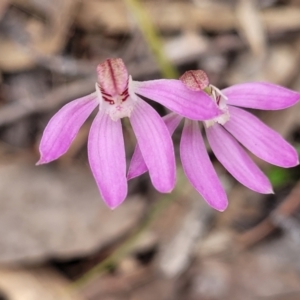 Caladenia carnea at Carwoola, NSW - suppressed