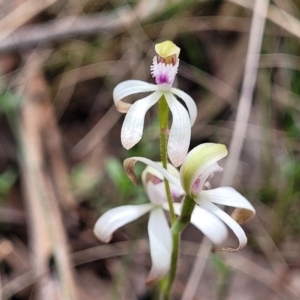 Caladenia ustulata at Carwoola, NSW - 23 Sep 2023