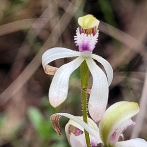 Caladenia ustulata at Carwoola, NSW - 23 Sep 2023