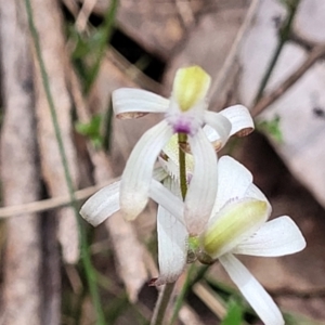 Caladenia ustulata at Carwoola, NSW - 23 Sep 2023