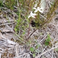 Caladenia ustulata at Carwoola, NSW - suppressed