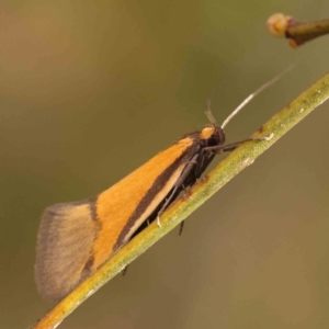 Philobota undescribed species near arabella at Acton, ACT - 23 Sep 2023 03:58 PM