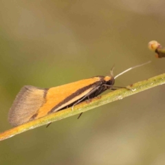 Philobota undescribed species near arabella at Acton, ACT - 23 Sep 2023 03:58 PM