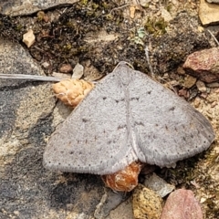 Taxeotis reserata (A Geometer moth) at Carwoola, NSW - 23 Sep 2023 by trevorpreston