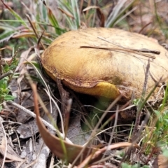 Suillus luteus (Slippery Jack) at Carwoola, NSW - 23 Sep 2023 by trevorpreston