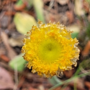 Coronidium scorpioides at Carwoola, NSW - 23 Sep 2023