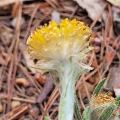 Coronidium scorpioides at Carwoola, NSW - 23 Sep 2023