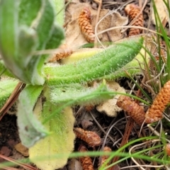 Coronidium scorpioides at Carwoola, NSW - 23 Sep 2023