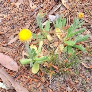 Coronidium scorpioides at Carwoola, NSW - 23 Sep 2023