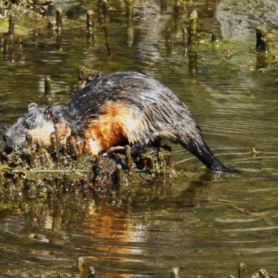 Hydromys chrysogaster (Rakali or Water Rat) at Tidbinbilla Nature Reserve - 23 Sep 2023 by JohnBundock