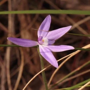 Glossodia major at Acton, ACT - 23 Sep 2023