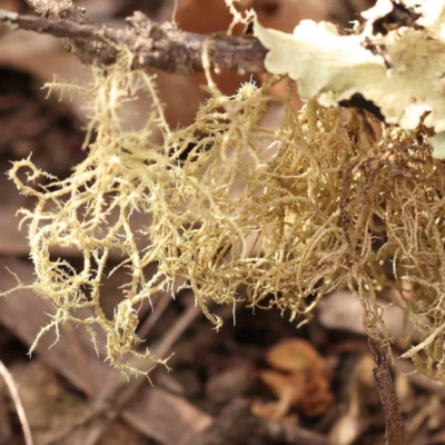 Usnea sp. (genus) (Bearded lichen) at Caladenia Forest, O'Connor - 23 Sep 2023 by ConBoekel