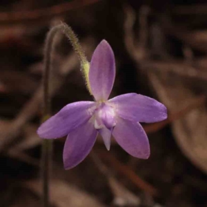 Glossodia major at Acton, ACT - suppressed