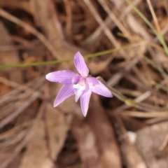 Glossodia major (Wax Lip Orchid) at Caladenia Forest, O'Connor - 23 Sep 2023 by ConBoekel