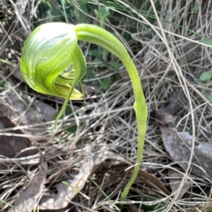 Pterostylis nutans at Belconnen, ACT - suppressed