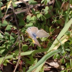 Lampides boeticus at Murrumbateman, NSW - 23 Sep 2023