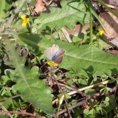 Lampides boeticus at Murrumbateman, NSW - 23 Sep 2023