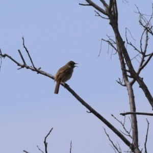 Cincloramphus mathewsi at Fyshwick, ACT - 23 Sep 2023 11:39 AM