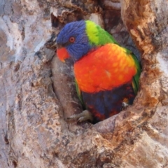 Trichoglossus moluccanus (Rainbow Lorikeet) at Watson, ACT - 23 Sep 2023 by AniseStar