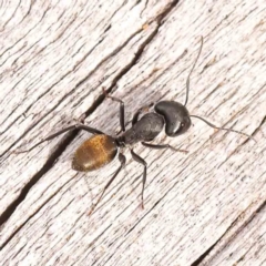 Camponotus aeneopilosus (A Golden-tailed sugar ant) at Acton, ACT - 23 Sep 2023 by ConBoekel