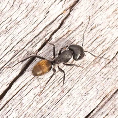 Camponotus aeneopilosus (A Golden-tailed sugar ant) at Caladenia Forest, O'Connor - 23 Sep 2023 by ConBoekel