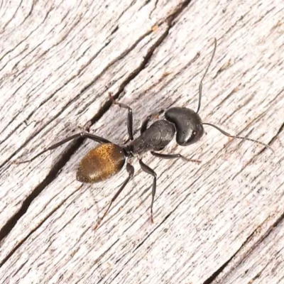 Camponotus aeneopilosus (A Golden-tailed sugar ant) at Acton, ACT - 23 Sep 2023 by ConBoekel