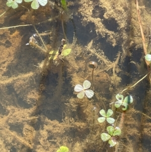 Marsilea costulifera at Collector, NSW - 22 Sep 2023