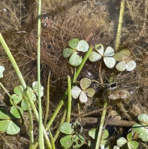 Marsilea costulifera at Collector, NSW - 22 Sep 2023