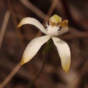 Caladenia ustulata at Acton, ACT - 23 Sep 2023