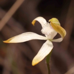 Caladenia ustulata at Acton, ACT - suppressed