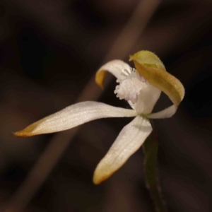 Caladenia ustulata at Acton, ACT - suppressed