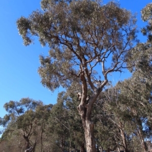 Eucalyptus bridgesiana at Watson, ACT - 23 Sep 2023 07:01 PM